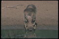 130080 Warthog Big Boar A4 Photo Print