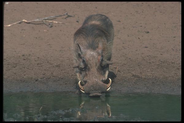 130080 Warthog Big Boar A4 Photo Print