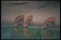 130081 Warthogs A4 Photo Print