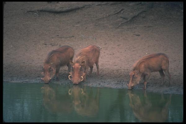 130081 Warthogs A4 Photo Print