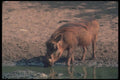 130082 Warthog A4 Photo Print