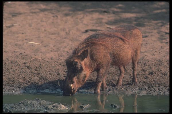 130082 Warthog A4 Photo Print