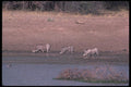 130083 Warthogs A4 Photo Print