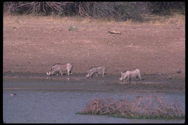 130083 Warthogs A4 Photo Print