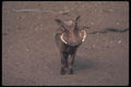 130084 Warthog Big Boar A4 Photo Print