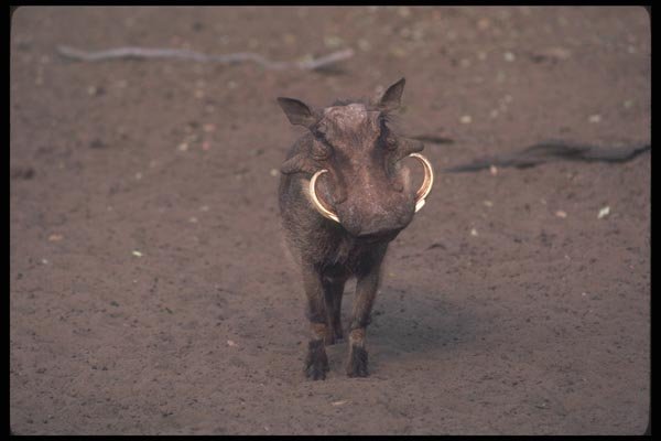 130084 Warthog Big Boar A4 Photo Print