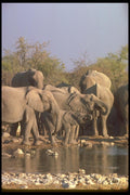 130085 African Elephants Breeding Herd At Water A4 Photo Print