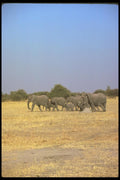 130086 African Elephants A4 Photo Print