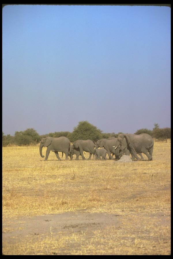 130086 African Elephants A4 Photo Print