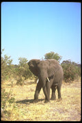 130087 African Elephant A4 Photo Print