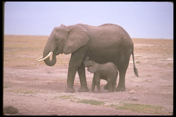 130088 African Elephants Small Calf Nursing A4 Photo Print