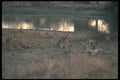 130089 African Lion Pride Resting By Waterhole A4 Photo Print