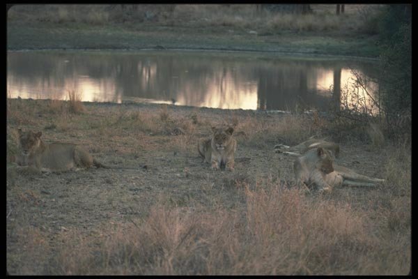 130089 African Lion Pride Resting By Waterhole A4 Photo Print