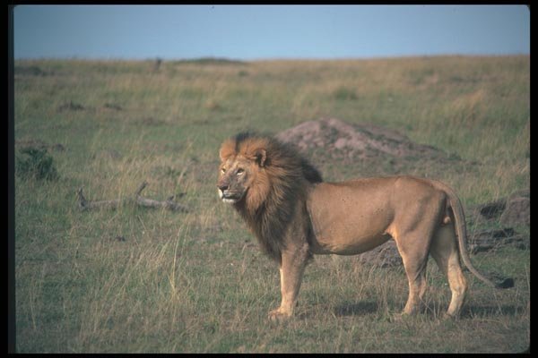 130090 African Lion Big Male A4 Photo Print