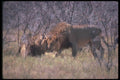 130091 African Lions Two Big Males Greeting A4 Photo Print