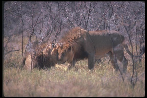 130091 African Lions Two Big Males Greeting A4 Photo Print