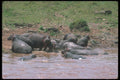 130093 Hippos In River A4 Photo Print