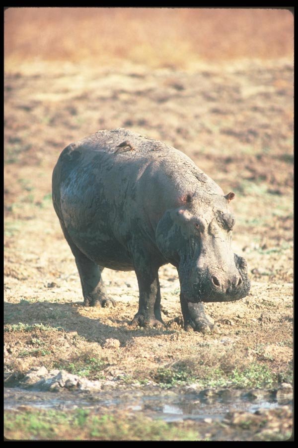 130095 Hippo On Land, Caked With Dry Mud A4 Photo Print