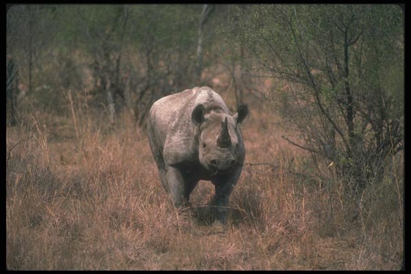 130096 Black Rhino A4 Photo Print
