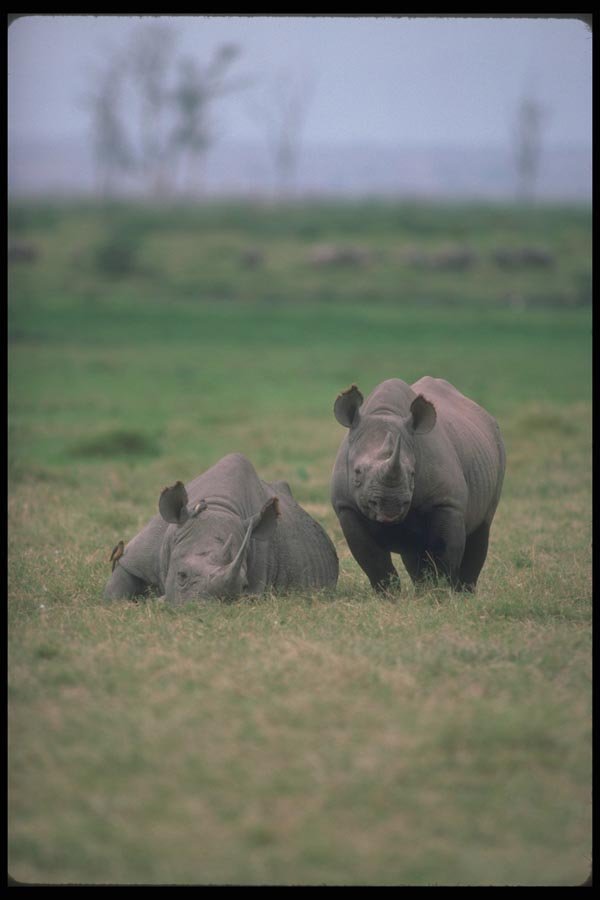 130097 Black Rhino Mother With Large Calf A4 Photo Print