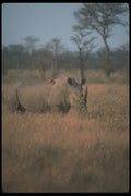 130098 White Rhino A4 Photo Print