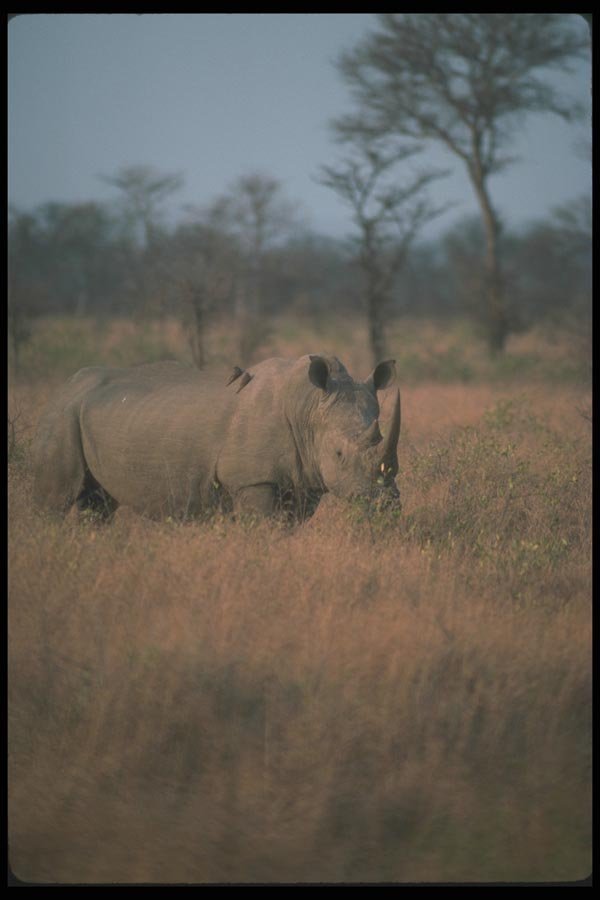130098 White Rhino A4 Photo Print