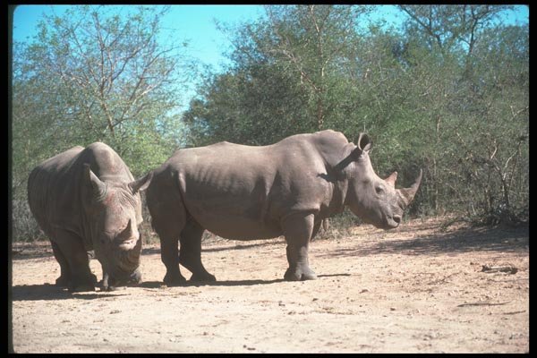 130099 White Rhinos A4 Photo Print