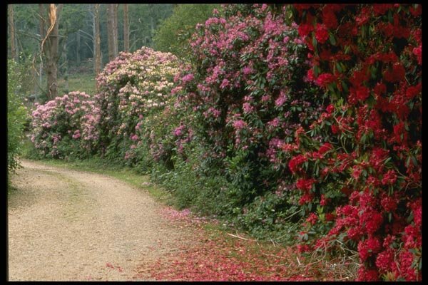131001 Path Of Rhododendron A4 Photo Print