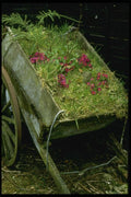 131002 Wooden Cart Planted With Primula Juliae A4 Photo Print