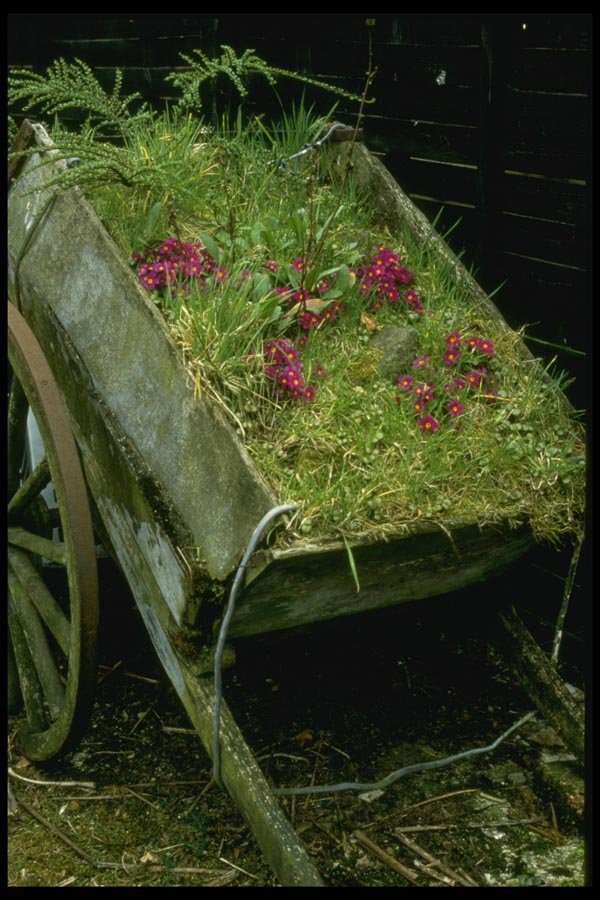 131002 Wooden Cart Planted With Primula Juliae A4 Photo Print