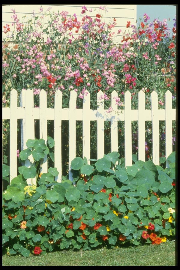 131003 Picket Fence With Sweet Peas And Nasturtiums A4 Photo Print