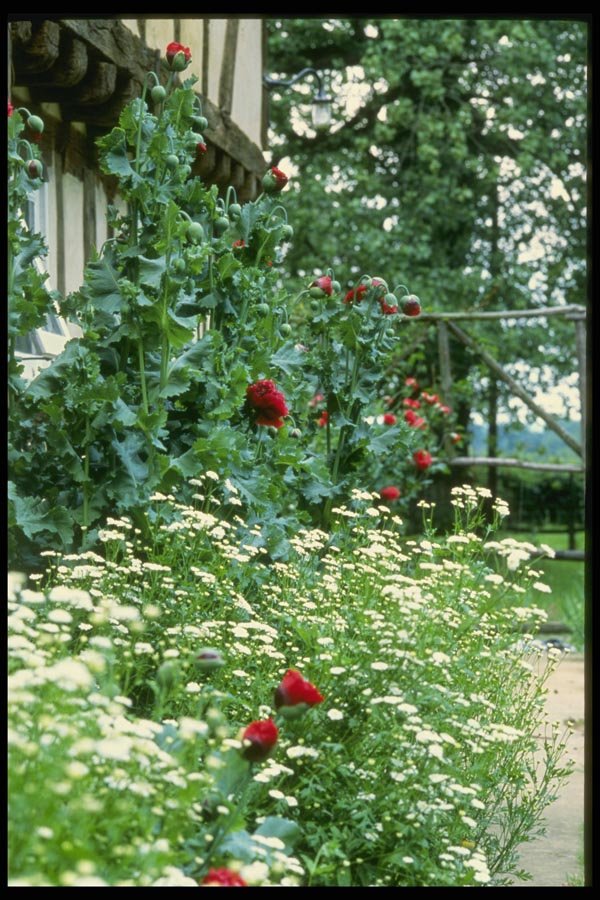 131009 Achillea Ptarmica And Bractiatum Poppy Against Wall A4 Photo Print