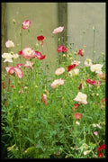 131010 Annual Poppies A4 Photo Print