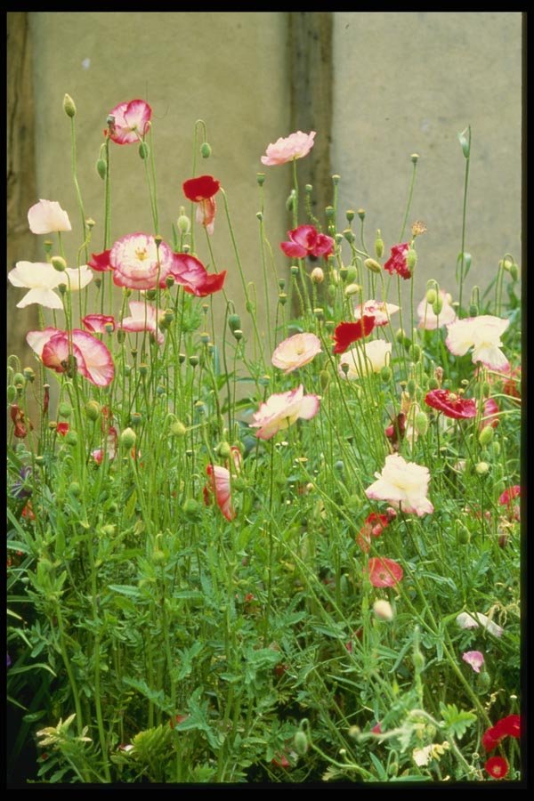 131010 Annual Poppies A4 Photo Print