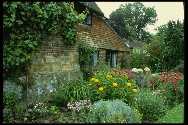 131015 Mixed Herbaceous Border Cotton Lavander, Pyrethrum A4 Photo Print