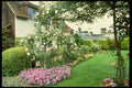 131026 Timber Clad Cottage With Climbing Roses And Pinks A4 Photo Print