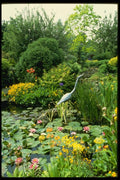 131031 Pond With Hosta, Primula Florindae, Lilly, Mimulus, Iris A4 Photo Print