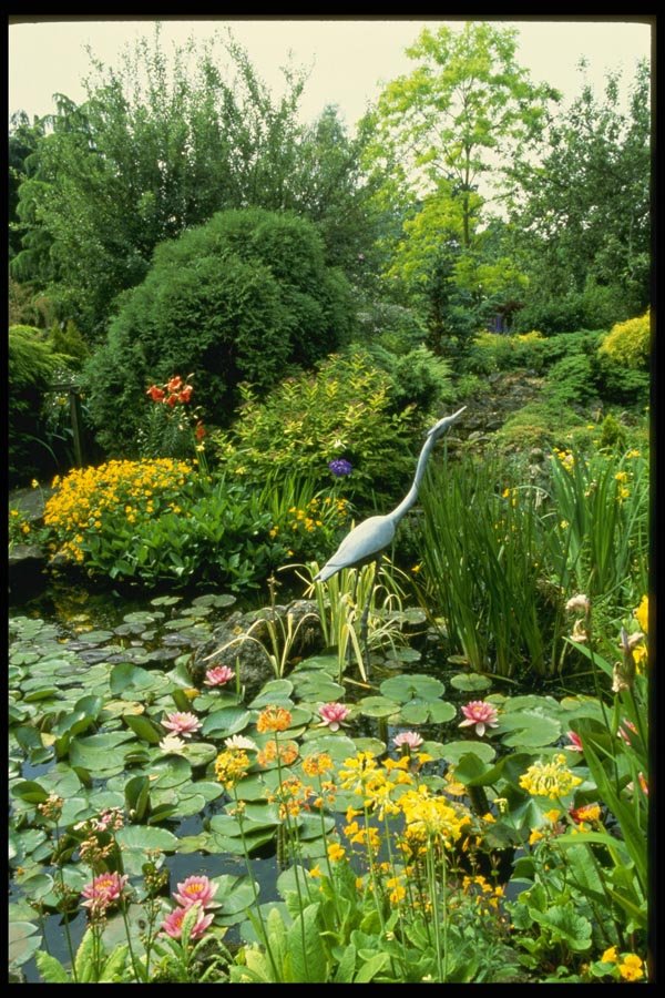 131031 Pond With Hosta, Primula Florindae, Lilly, Mimulus, Iris A4 Photo Print