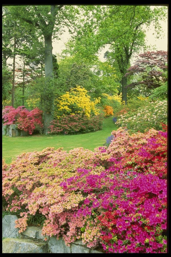 131032 Various Azaleas In Garden Of Meditation  A4 Photo Print