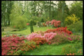131033 Various Azaleas In Garden Of Meditation  A4 Photo Print