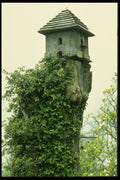 131038 Dove Cote On Old Dead Tree A4 Photo Print