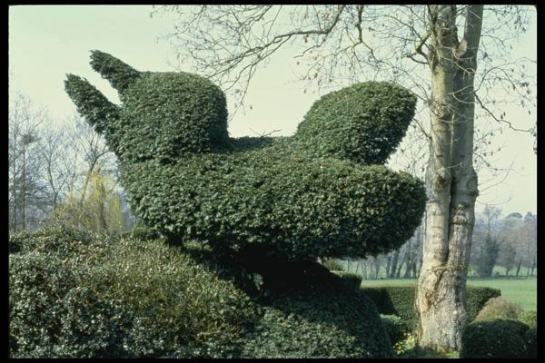 131041 Topiary Bird A4 Photo Print