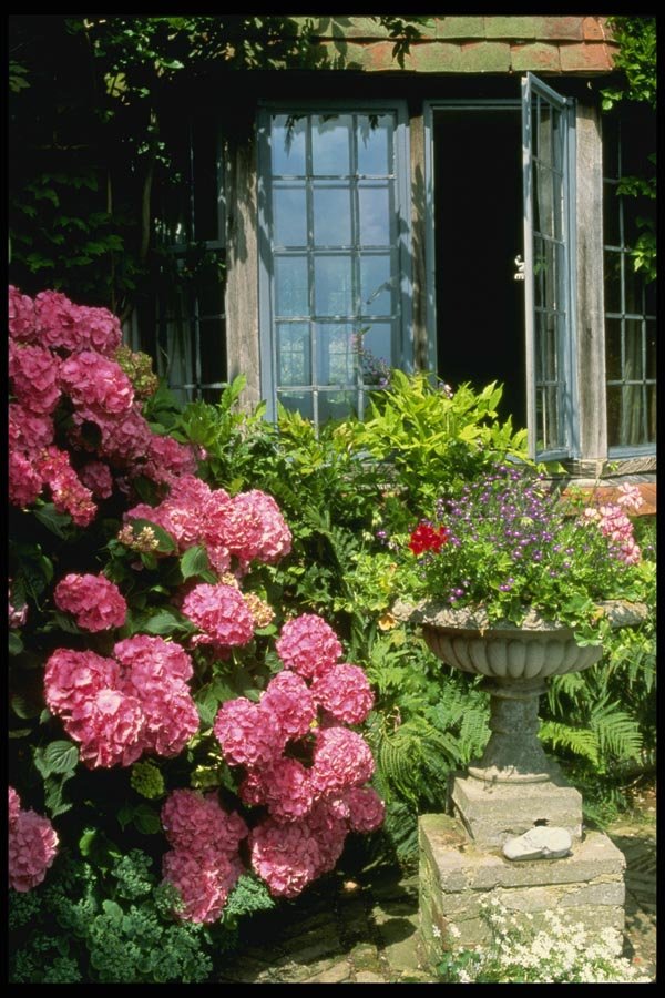 131044 Leaded Window, Hydrangea Macrophylla, Urn With Geraniums A4 Photo Print