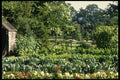 131047 Vegetable Garden A4 Photo Print