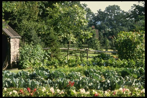 131047 Vegetable Garden A4 Photo Print