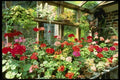 131048 Greenhouse Containing Various Pelargoniums A4 Photo Print