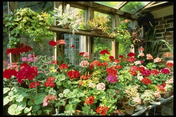 131048 Greenhouse Containing Various Pelargoniums A4 Photo Print