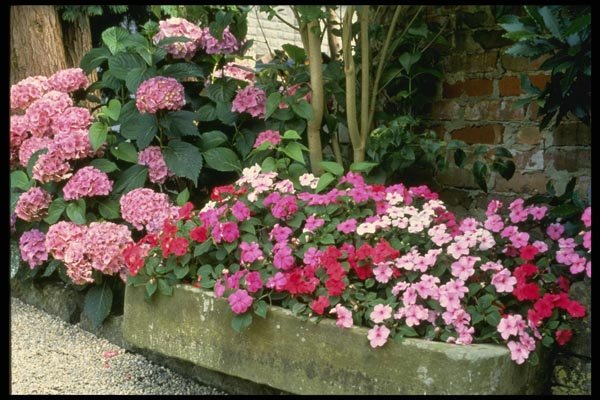 131049 Trough Planted With Busy Lizzies A4 Photo Print