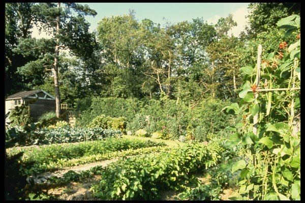 131051 Vegetable Garden A4 Photo Print