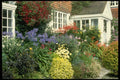 131054 View Of House And Porch With Border Catmint, Iris, Rose A4 Photo Print